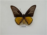 藏品(珠光裳鳳蝶)的圖片